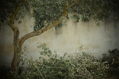 <p>El aprovechamiento de los residuos del olivar para desarrollar productos saludables también contribuye a disminuir la contaminación. / Fundación Descubre</p>