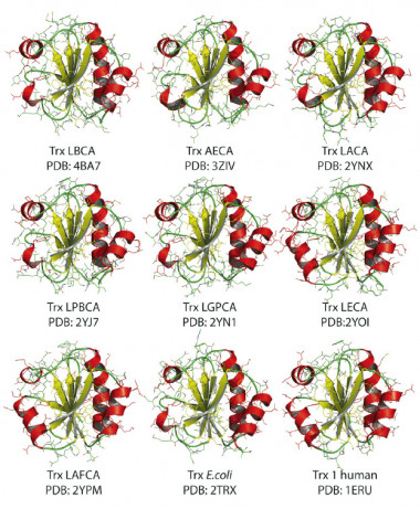 <p>Representación de la estructura de siete tiorredoxinas resucitadas en el trabajo y de E. coli y tiorredoxina humana. / Alvaro Ingles-Prieto et al..</p>