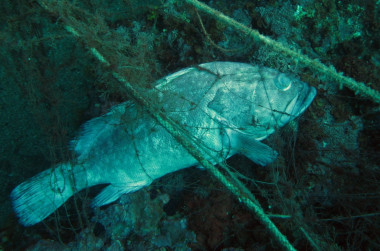 <p>Las artes de pesca enrocadas en los fondos marinos continúan capturando peces durante muchos meses. / Bernat Hereu-UB-IRBio</p>