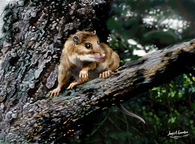 Revelan el origen de la zarigüeya actual / Noticias / SINC