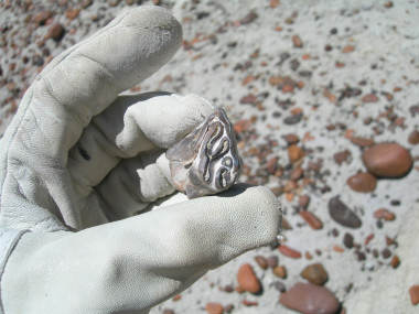 <p>Diente molar de un toxodonte, un herbívoro de América del Sur de hace 20 millones de años. / Regan Dunn</p>