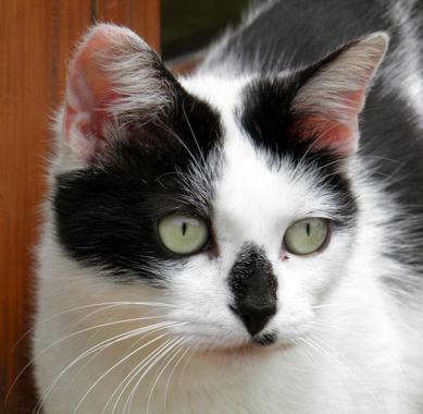 <p>Gato doméstico. / UPF</p>