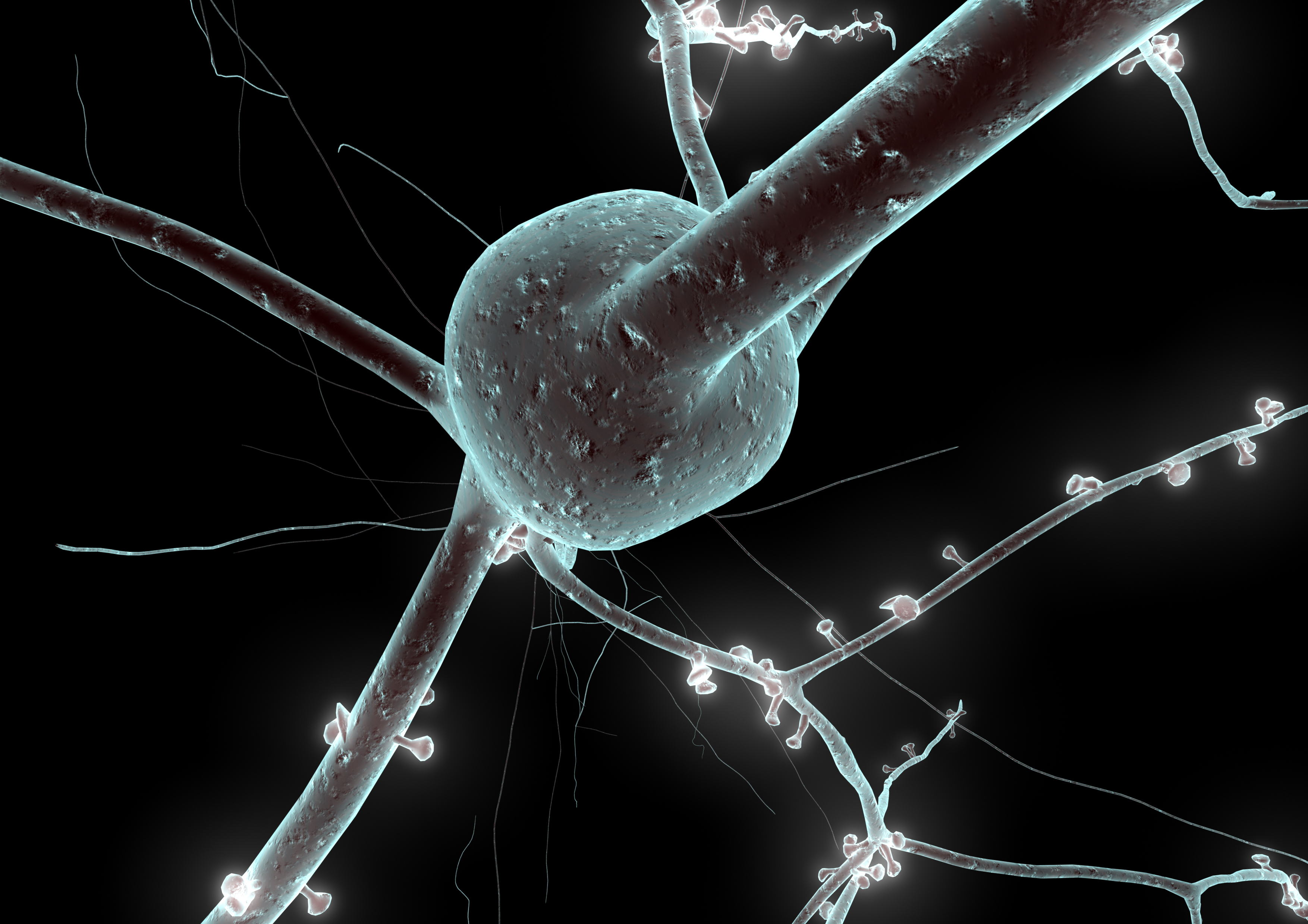 Revelan un nuevo modelo para establecer conexiones neuronales