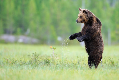 <p>El oso pardo es una especie reintroducida en varias áreas de renaturalización en Europa / Staffan Widstrand / © <a href="https://rewildingeurope.com/areas/swedish-lapland/" target="_blank">Rewilding Europe</a></p>