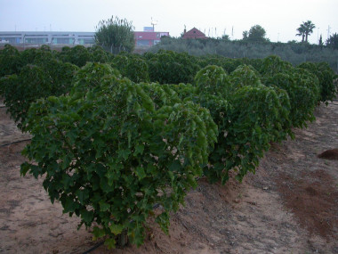 <p> Plantación de <em>Jatropha curcas. </em>Imagen: UAL.</p>