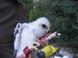 <p>El polluelo 0M, anillado en 2008, murió por electrocución en 2014 en una zona de alta densidad de líneas eléctricas en el Penedès. Foto: Equipo de Biología de la Conservación de la UB y del IRBio</p>