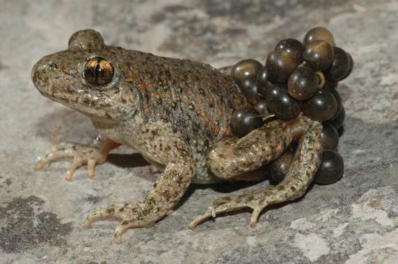 <p>Macho de sapo partero común (<em>Alytes obstetricans</em>) llevando la puesta. Imagen: Jaime Bosch.</p>
