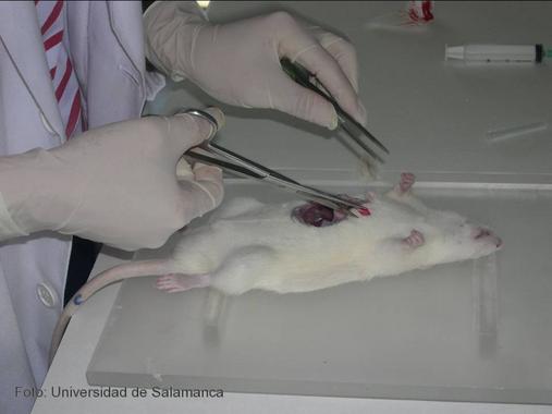 <p>Disección de una rata para la extracción del páncreas. Foto: DICYT.</p>