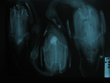 <p>Radiografía de patos con perdigones en su molleja (ingeridos) y en el resto del cuerpo (disparo). / IREC.</p>