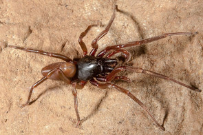 Esta especie, que habita en los bosques insulares de laurisilva en las Canarias, es una gran depredadora generalista que no usa telaraña para capturar las presas (imagen: Miquel Arnedo, UB-IRBio)