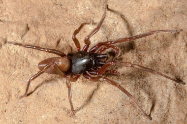 <p>Esta especie, que habita en los bosques insulares de laurisilva en las Canarias, es una gran depredadora generalista que no usa telaraña para capturar las presas. / Miquel Arnedo, UB-IRBio)</p>