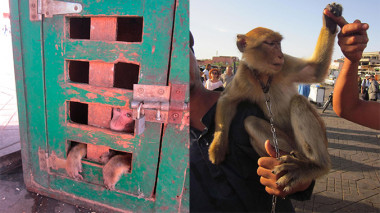 <p>El número de macacos de Berbería se ha desplomado en más de un 50% desde la década de 1980 debido a la pérdida de hábitat y la venta ilegal de juveniles como mascotas / Kristina Stazaker</p>