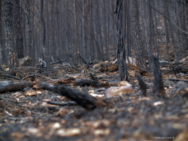 <p>El sistema detectó los incendios provocados de manera controlada a una distancia de unos 150 metros. / <a href="http://www.flickr.com/photos/chunkfree/3241408677/sizes/o/in/photostream/" target="_blank">Fernando Prieto</a>.</p>