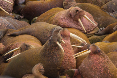 <p>Morsas del Pacífico (<em>Odobenus rosmarus divergens</em>) / Beringia National Park </p>