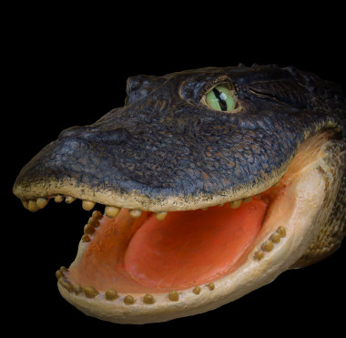 <p>Reconstrucción de la cabeza de ‘Gnatusuchus pebasensis’, cocodrilo de 13 millones de años y hocico en forma de pala hallado en la Amazonia peruana. © Aldo Benites-Palomino.</p>