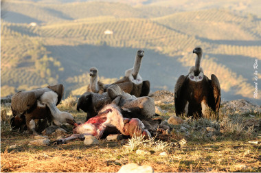 <p>Al eliminar las reses muertas de la naturaleza, los carroñeros ayudan de forma indirecta a reducir los niveles de CO<sub>2</sub> emitidos a la atmósfera. / Manuel Jesús de la Riva Pérez</p>