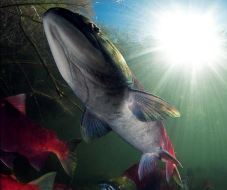 <p>El río Fraser en Canadá es conocido por las grandes remontadas de sus salmones rojos. <a href="http://www.agenciasinc.es/esl/imagenes/inicio/(imagen)/77631" target="_self">Foto</a>: Robert Polo.</p>