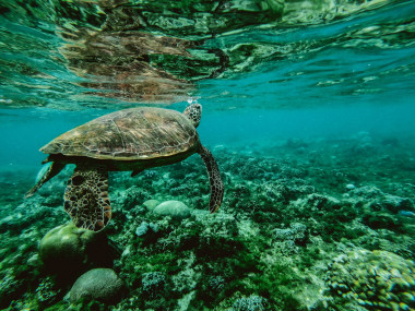 <p>Las áreas salvajes e inalteradas poseen niveles masivos de biodiversidad y especies endémicas. / Belle Co</p>