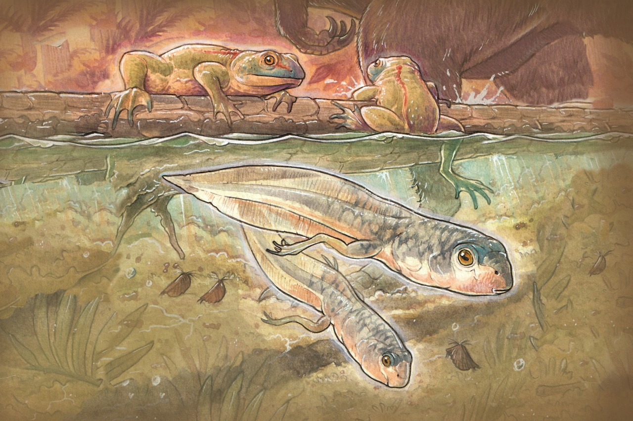 Hace 165 millones de años, estos renacuajos y ranas convivían con pequeños mamíferos y dinosaurios