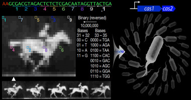 <p>Los investigadores de Harvard han logrado codificar la información digital de un GIF en el ADN de las bacterias. / Seth L. Shipman et al. / Harvard University</p>