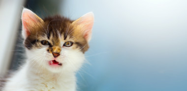 <p>Un gato precioso. / AdobeStock</p>