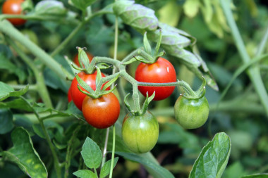 <p>Los consumidores demandan alimentos más saludables para vivir más y mejor. / <a href="https://pixabay.com/es/tomates-verduras-jard%C3%ADn-comer-2669861/" target="_blank">Pixabay</a></p>