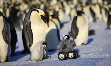 <p>Una investigación con pingüinos emperadores es uno de los estudios estrella de este raking. / Yvon Le Maho et al. | Nature Methods.</p>