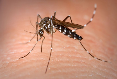 <p>Hembra de mosquito tigre. / <a href="https://es.wikipedia.org/wiki/Aedes_albopictus#/media/File:Aedes_Albopictus.jpg" target="_blank">James Gathany - CDC</a>.</p>