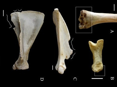 <p>Imagen que muestra marcas producidas por humanos al consumir carne en el experimento llevado a cabo en esta investigación / Antonio J. Romero / UPV/EHU</p>