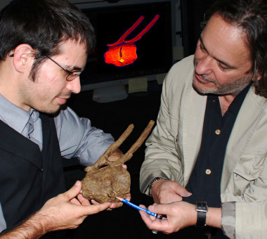 <p>Investigadores señalan la corona dentaria de T. rex entre las vértebras de otro dinosaurio. / David A. Burnham</p>