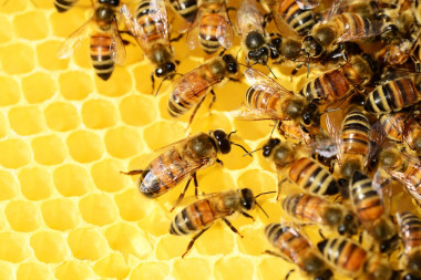 <p>Abejas en un panal. / UGR</p>