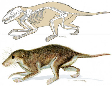 <p><a href="http://plataformasinc.es/index.php/esl/imagenes/inicio/(imagen)/34125" target="_self"><em>Maotherium asiaticus</em></a>. Ilustración: Museo Carnegie de Historia Natural.</p>