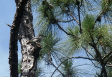 <p>Una de las aves más raras del hemisferio occidental, Bahama Nuthatch, ha sido redescubierta por equipos de investigación que la han buscado en la isla de Grand Bahama / Matthew Gardner, Universidad de East Anglia</p>