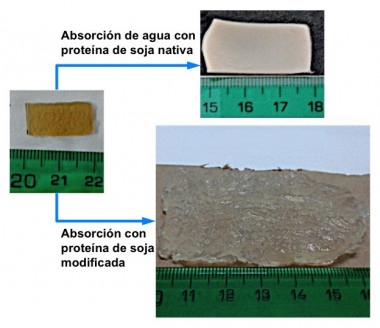 <p>Comparativa de las dimensiones que alcanza la proteína de soja nativa tras absorber agua y el tamaño que adopta la proteína de soja modificada. / Fundación Descubre</p>