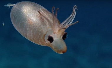 <p>Este pequeño calamar lechón fue avistado en la expedición Nautilus. / Nautilus</p>