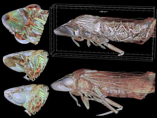 <p> Imagen de la Homalodisca vitripennis, conocida comúnmente como ‘cigarrilla de alas cristalinas’, obtenida con microtomografía. / UGR.</p>