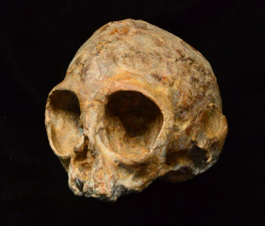 <p>El cráneo de Alesi, perteneciente a la nueva especie extinta de mono <em>Nyanzapithecus alesi</em>. / Fred Spoor</p>