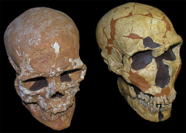 <p>Cráneos de <em>Homo sapiens</em> (izquierda) y <em>Homo neanderthalensis </em> (derecha) / Grupo de Paleoantropología (MNCN-CSIC) </p>