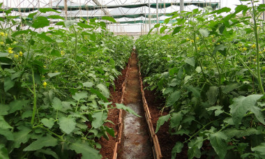 <p>Plantas de tomate en invernadero. / pixabay</p>