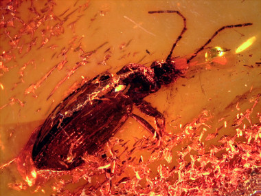 <p>Espécimen de <em>Limodromus emetikos</em> fosilizado en la pieza de ámbar. / Sara Gamboa</p>
