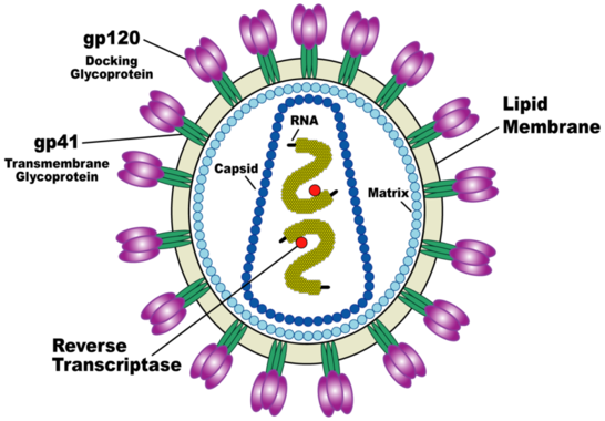 <p>Diagrama del virus VIH. Imagen: US National Institute of Health.</p>