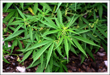 <p><em>Cannabis sativa</em>. Imagen: Martius.</p>