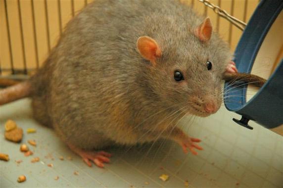 <p>El estudio ha utilizado ratas Zuker obesas y diabéticas. / <a href="http:/upload.wikimedia.org/wikipedia/commons/6/67/Rat_diabetic.jpg" target="_self">Wikipedia</a></p>