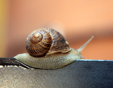 <p>Estudio del movimiento de los caracoles. Foto: UC3M.</p>