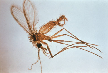 <p>Insecto del género <em>Phlebotomus</em>, vector de la Leishmaniosis. / <a href="http://upload.wikimedia.org/wikipedia/commons/e/e7/Phlebotomus_sp_01.jpg" target="_blank">Wikipedia</a></p>