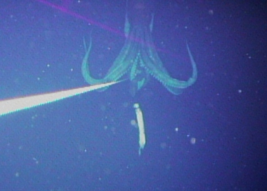 <p>Una de las pocas imágenes de un ejemplar de calamar gigante vivo. / <a href="http://en.wikipedia.org/wiki/File:Giantsquidphoto2.png" target="_blank">Wikipedia</a></p>
