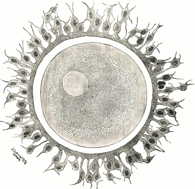 <p class=" text-left">Ilustración de un óvulo. Imagen: Wikipedia</p>