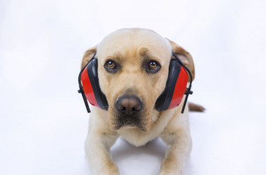 <p>La sensibilidad de los perros al ruido es uno de los problemas que más preocupan a los dueños. / © Fotolia</p>