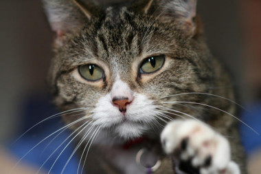 <p>El experimento del gato cuántico en dos cajas a la vez ayuda a entender mejor el concepto de entrelazamiento cuántico. /<em> </em><a href="http://upload.wikimedia.org/wikipedia/commons/b/bb/Kittyply_edit1.jpg" target="_blank">Wikipedia</a></p>
