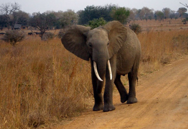 <p>Un elefante africano en Tanzania / Eleanor Yarisse</p>